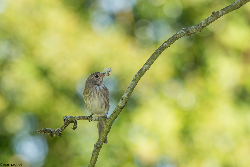 gobe mouche gris  deusieme couvée 06 2018-4.jpg