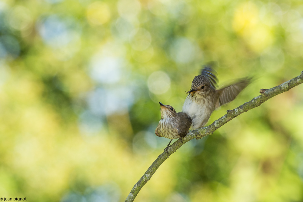 gobe mouche gris  deusieme couvée 06 2018-6.jpg