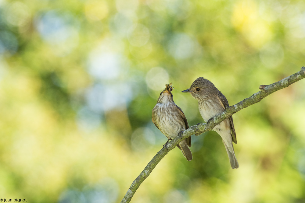 gobe mouche gris  deusieme couvée 06 2018-7.jpg