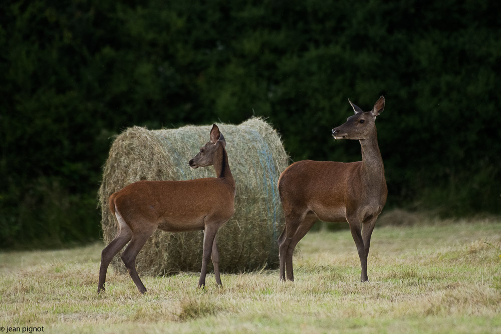 biche et faon 06 2018.jpg