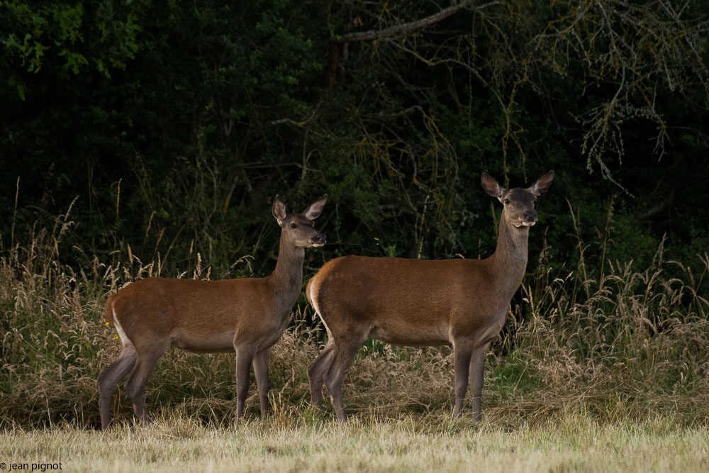 biche et faon 06 2018-2.jpg