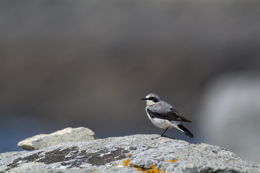 oiseau Oléron 1.jpg