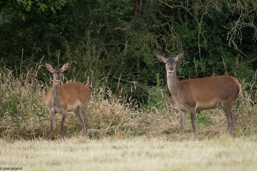 biche et faon 06 2018-3.jpg