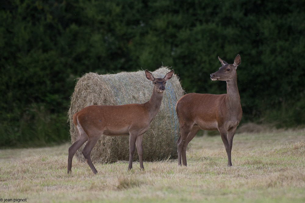 biche et faon 06 2018-4.jpg