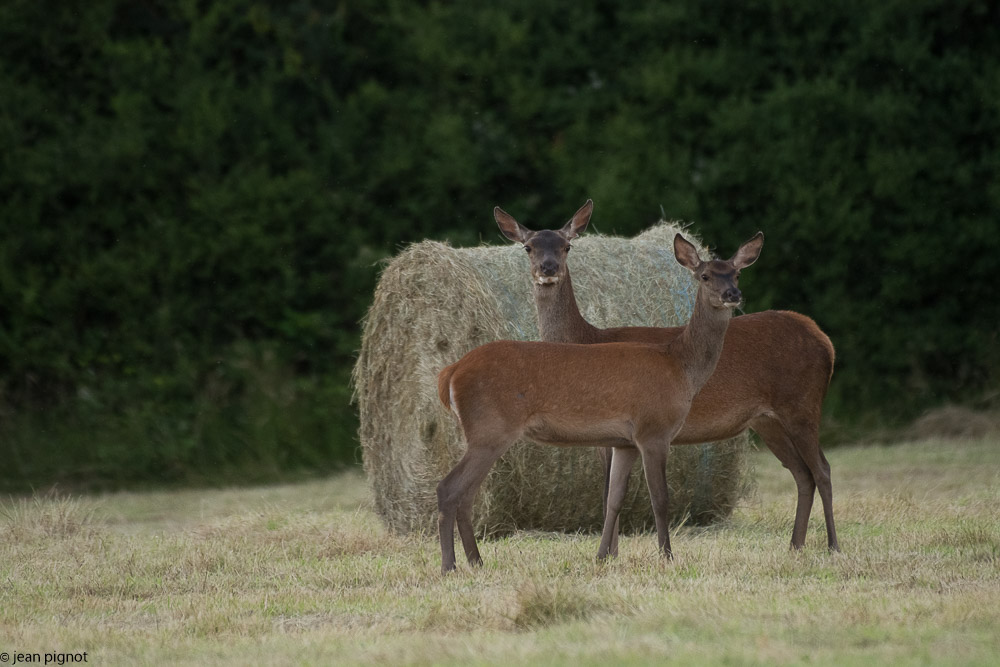 biche et faon 06 2018-6.jpg