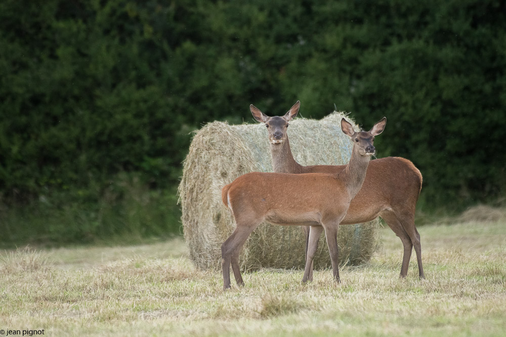 biche et faon 06 2018-7.jpg