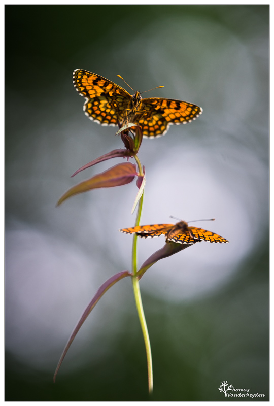 2018Melitaea athalia#9IN.jpg