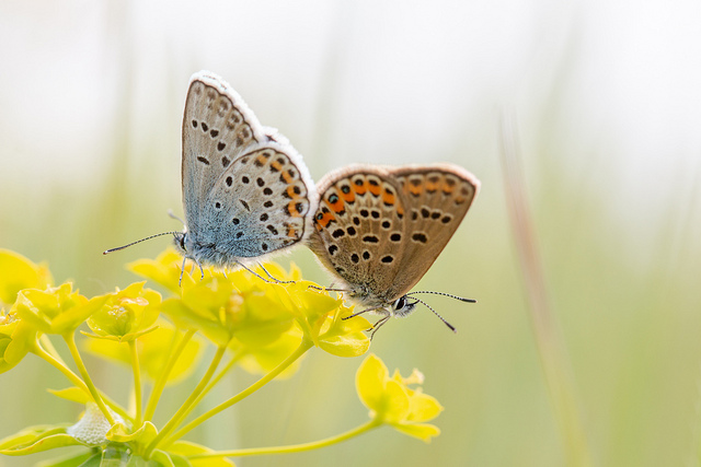 Tandem de petits argus.jpg