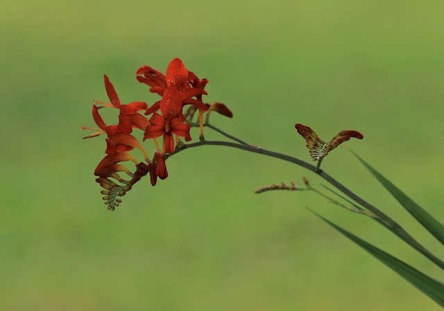 crocosmia (1).jpg