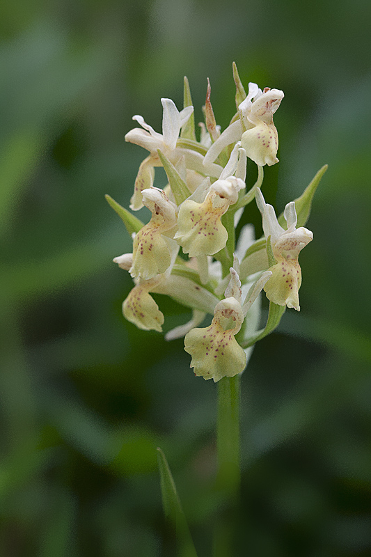 Orchis provincialis Jacques Rivière.jpg