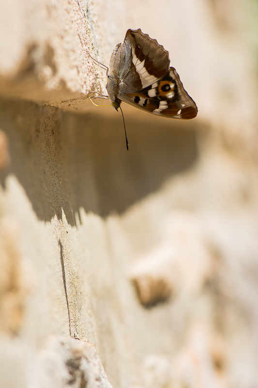 papillon concour 06 2018-7.jpg