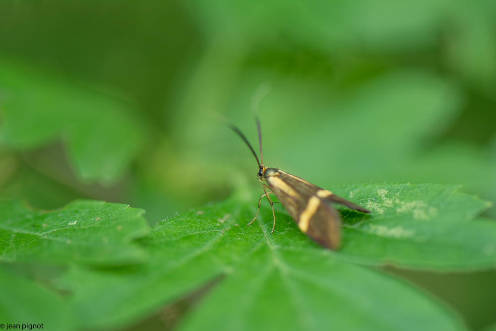 papillon adel 06 2018-2.jpg