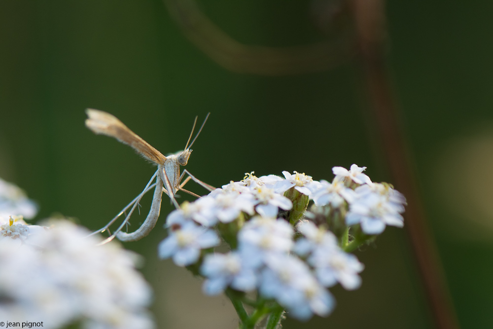 papillon blanc inconnu 06 2018.jpg