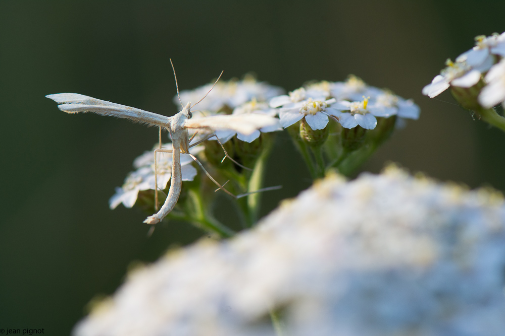 papillon blanc inconnu 06 2018-2.jpg