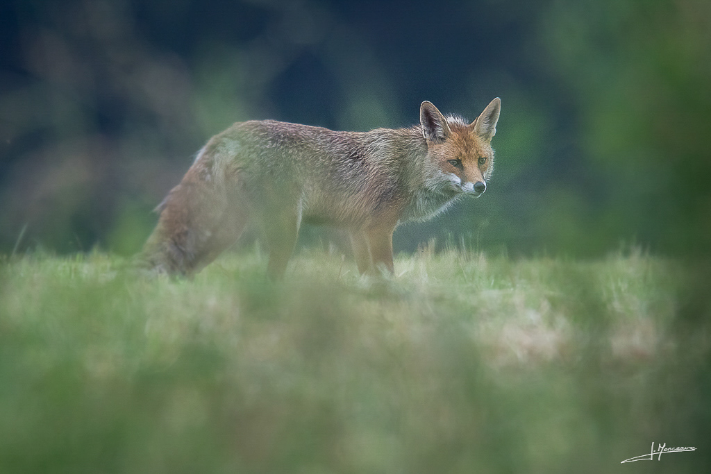 forum I&N 2018-06 renard roux-001.jpg