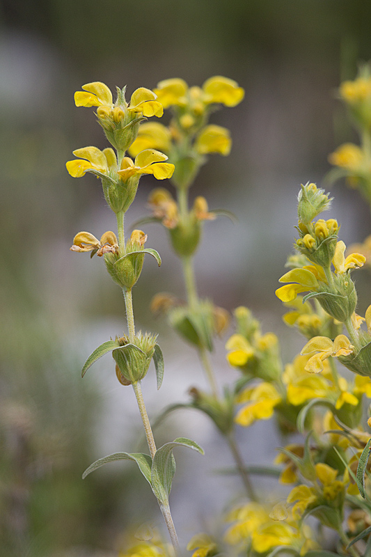 Phlomis lychnitis 2 IN.jpg