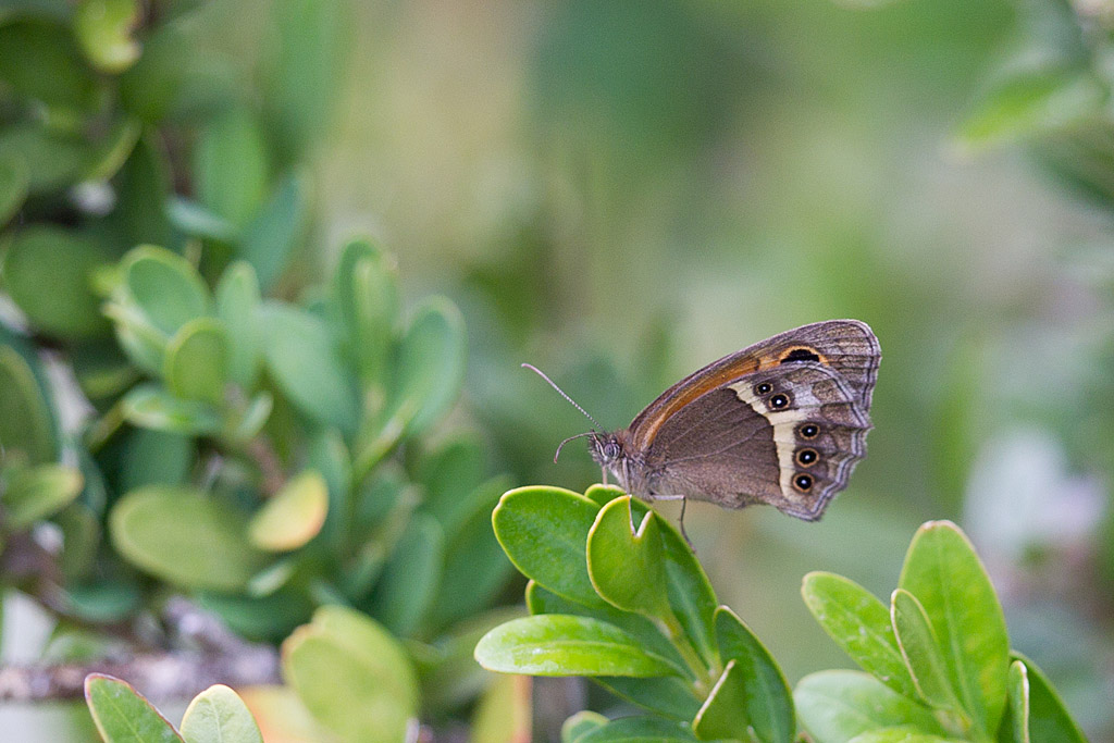 Pyronia bathseba (l'Ocellé rubanné) IN.jpg