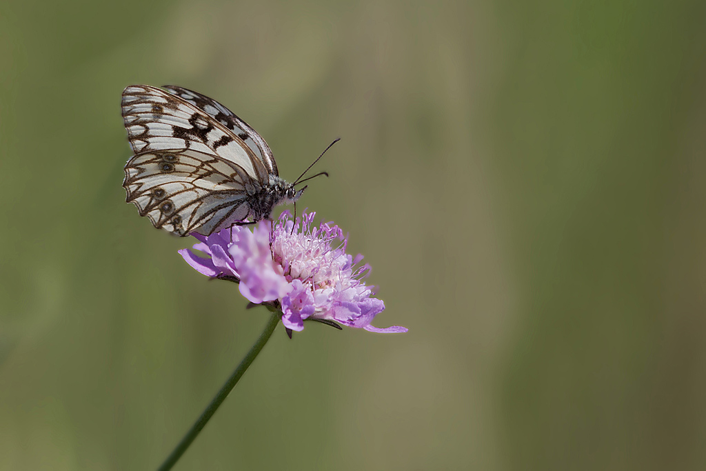 L'Echiquier d' Occitanie (Melanargia occitanica) 3 IN.jpg