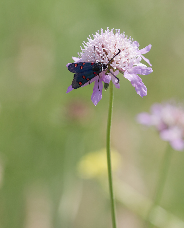 Zygaena lavandulae IN.jpg