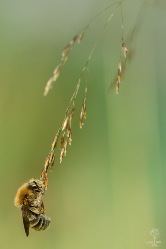 abeille solitaire3.jpg