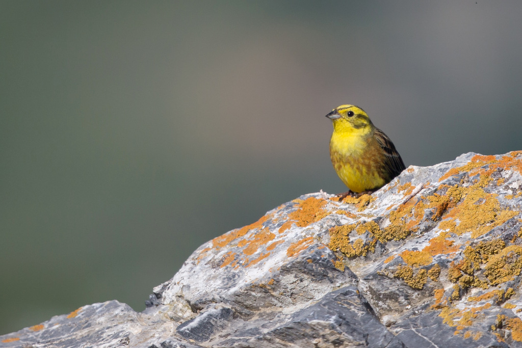 _IN Bruant jaune 2018-07 Granon-2.jpg