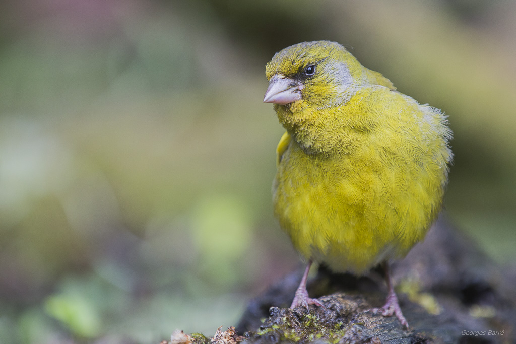 Verdier d'Europe (Chloris chloris)-34.jpg