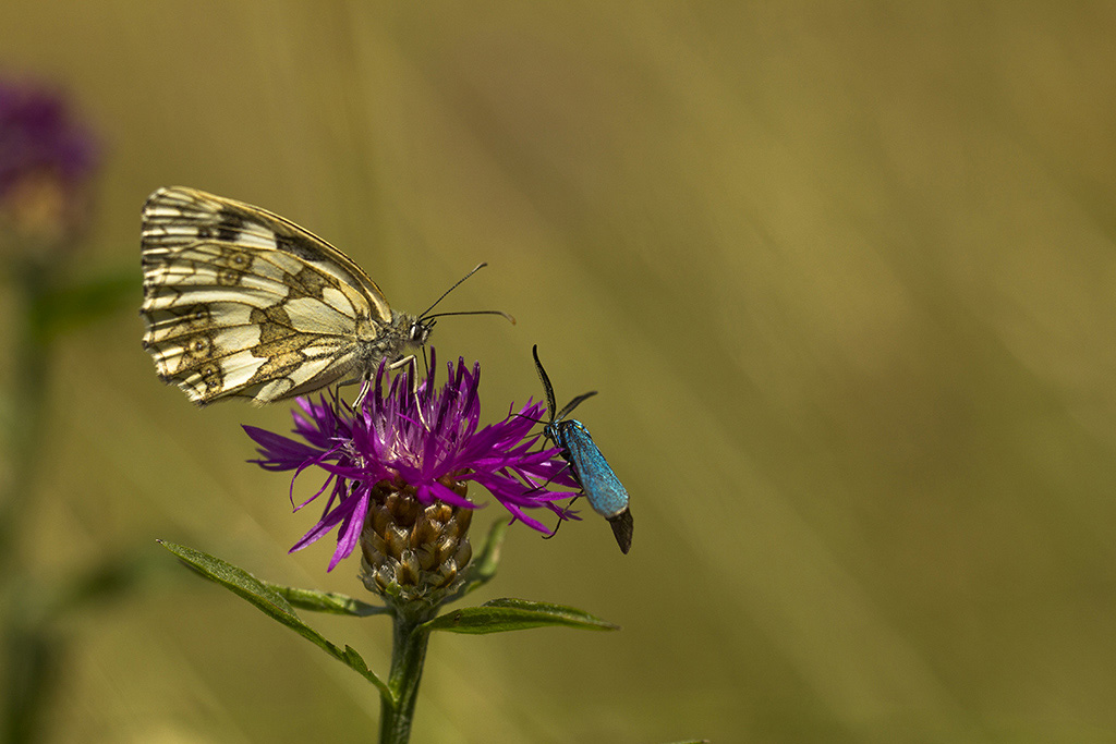 Papillon SC2.jpg
