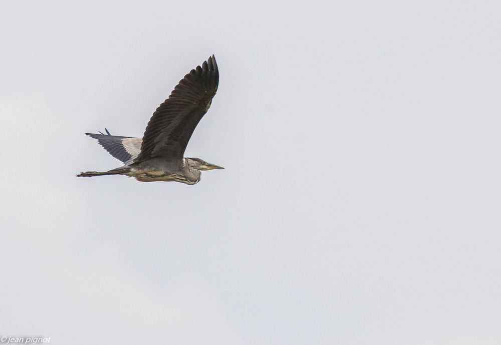 heron cendré 07 2018.jpg