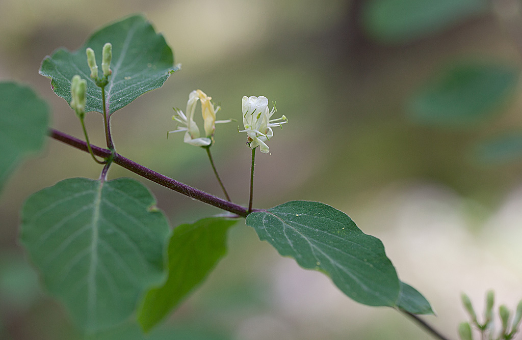 Lonicera xylosteum IN.jpg