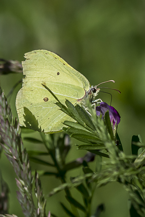 papillon-1.jpg