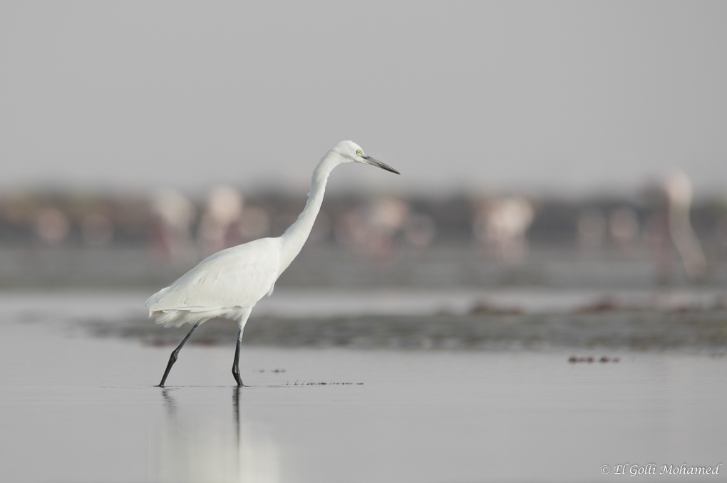 aigrette garzette Thyna006@REDIM1000.jpg