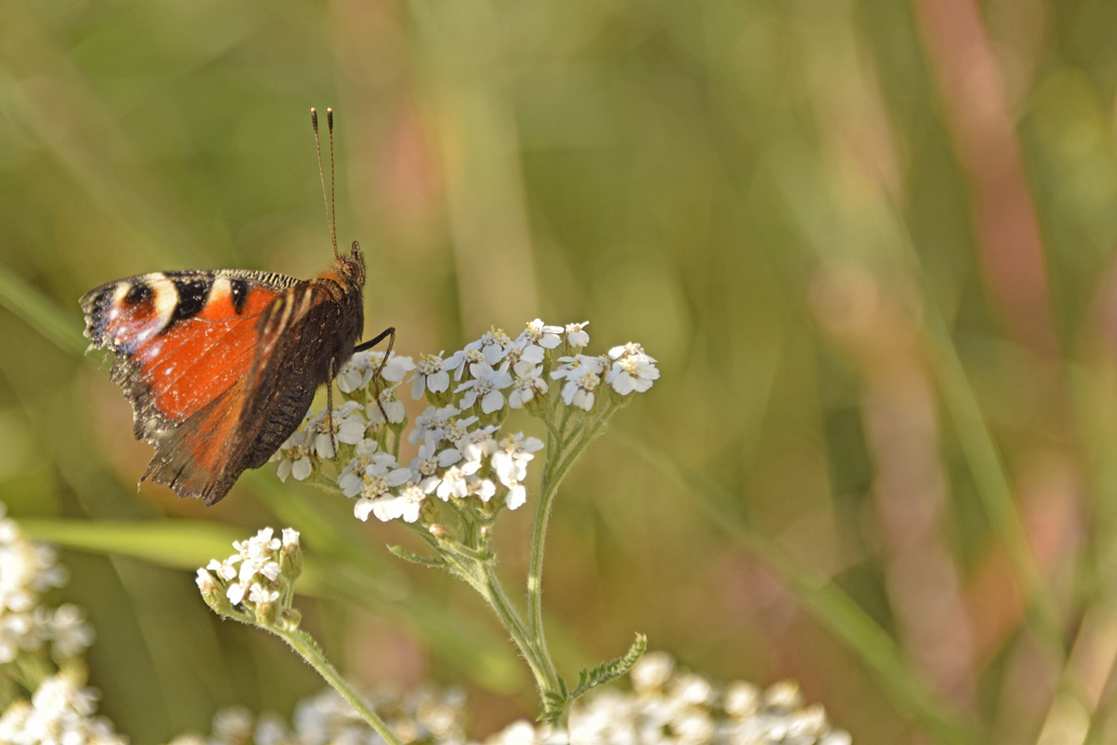 papillon-concours.jpg