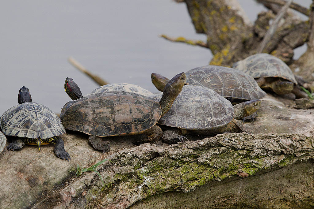 Tortue de floride et Emyde lépreuse (Mauremys caspica) IN.jpg