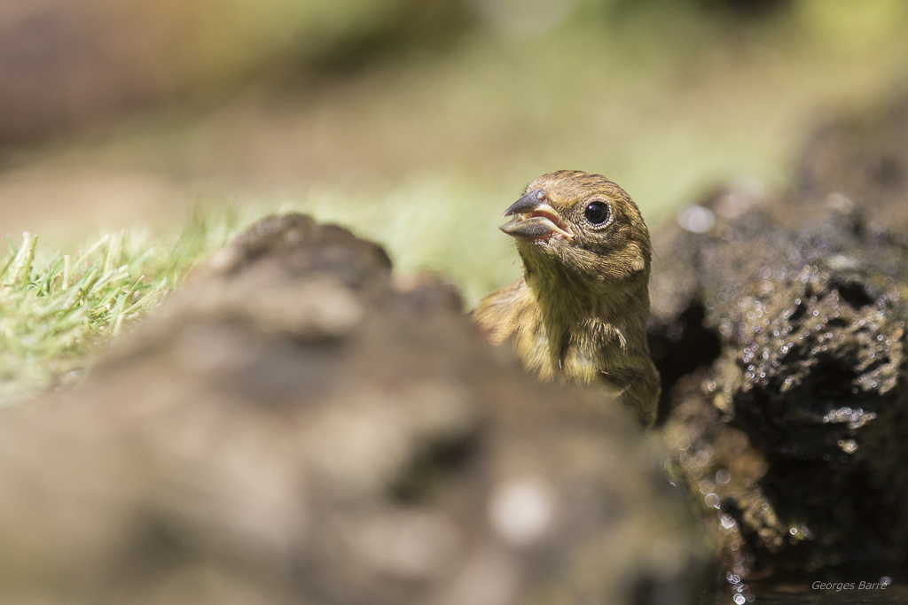 Bruant jaune (Emberiza citrinella)-1.jpg