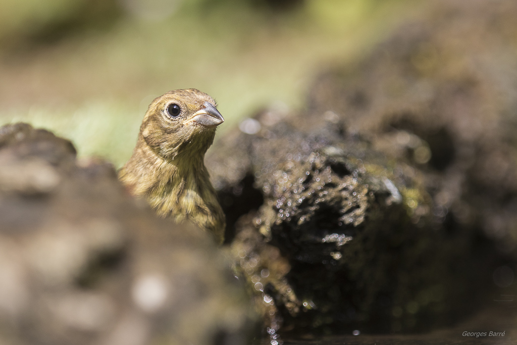 Bruant jaune (Emberiza citrinella)-3.jpg