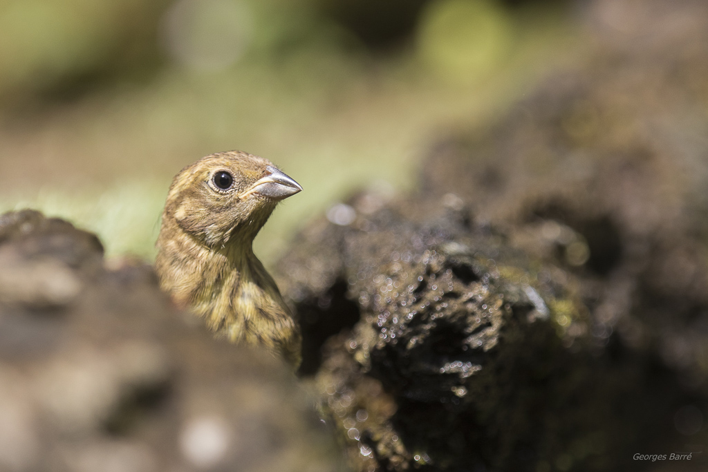 Bruant jaune (Emberiza citrinella)-4.jpg