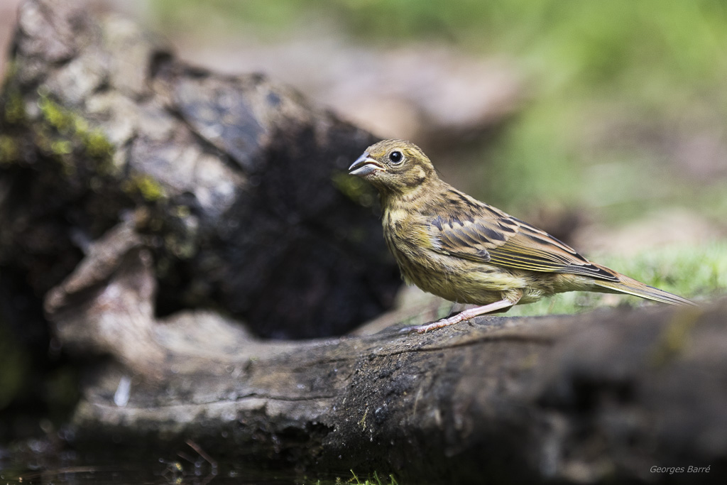 Bruant jaune (Emberiza citrinella)-6.jpg