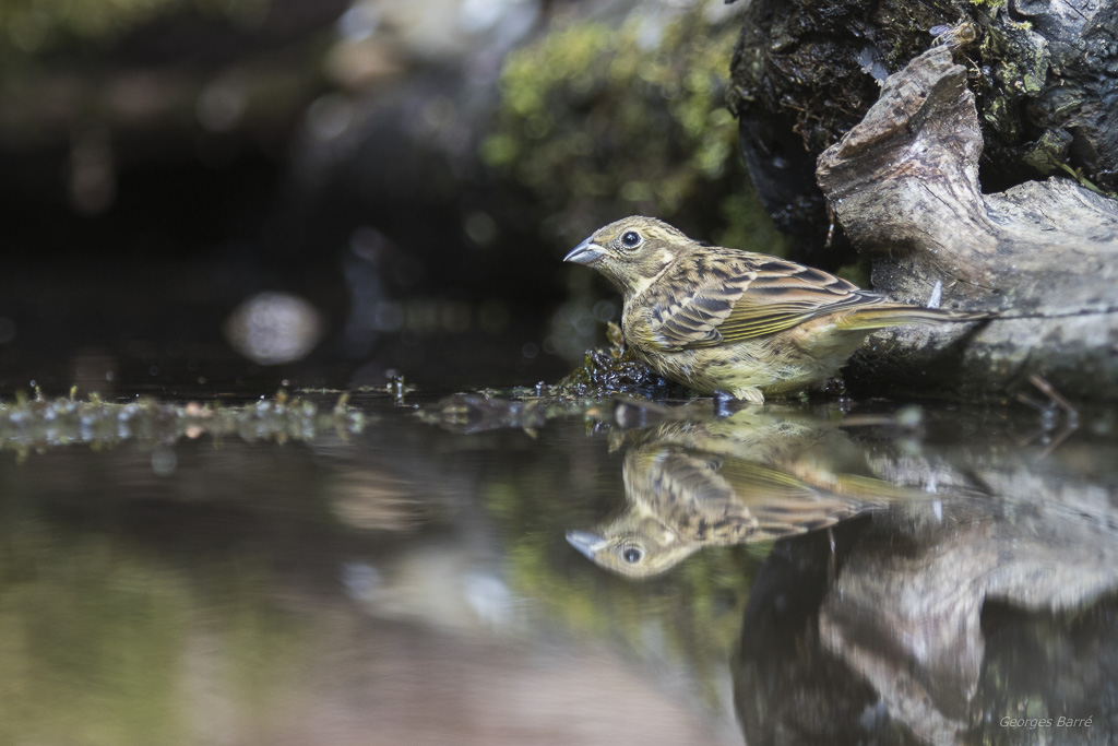 Bruant jaune (Emberiza citrinella)-10.jpg