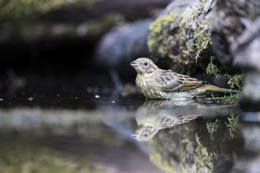 Bruant jaune (Emberiza citrinella)-15.jpg