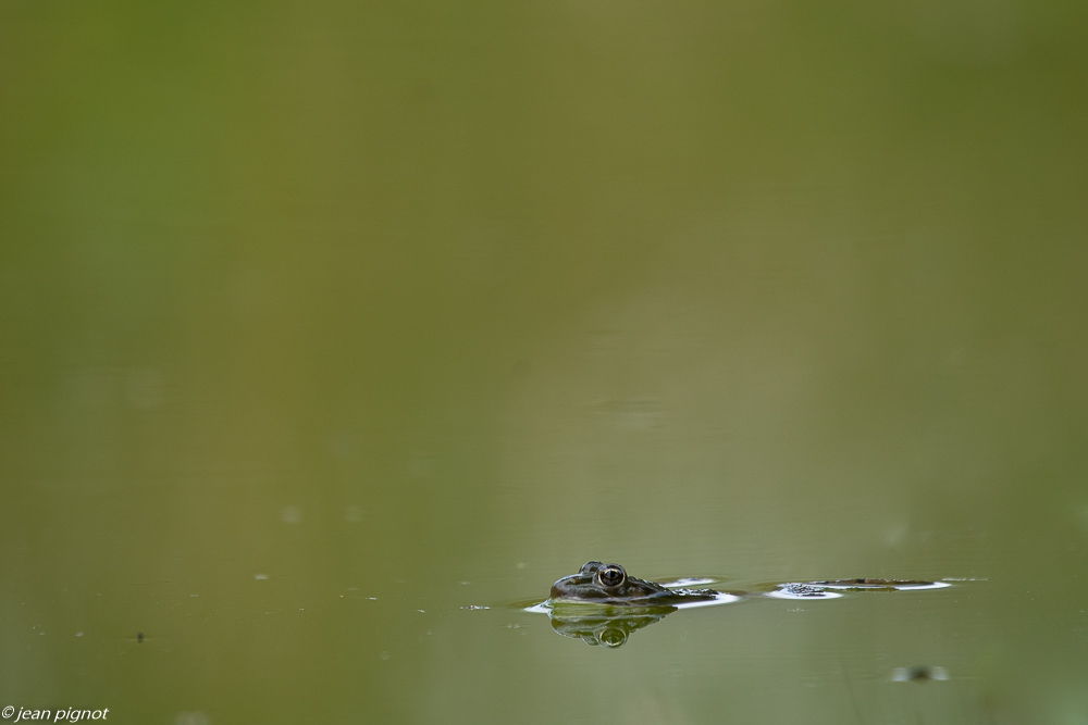 grenouille verte drink 07 2018.jpg