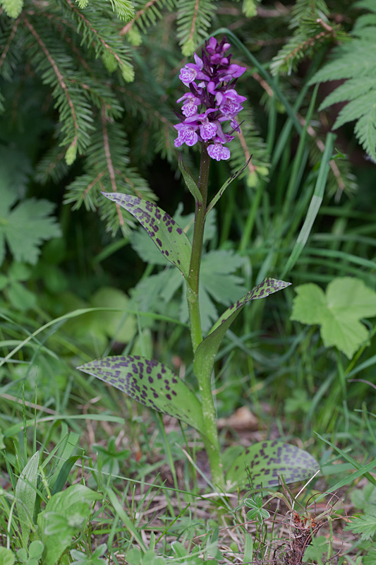 Dactylorhiza majalis ssp alpestris IN.jpg