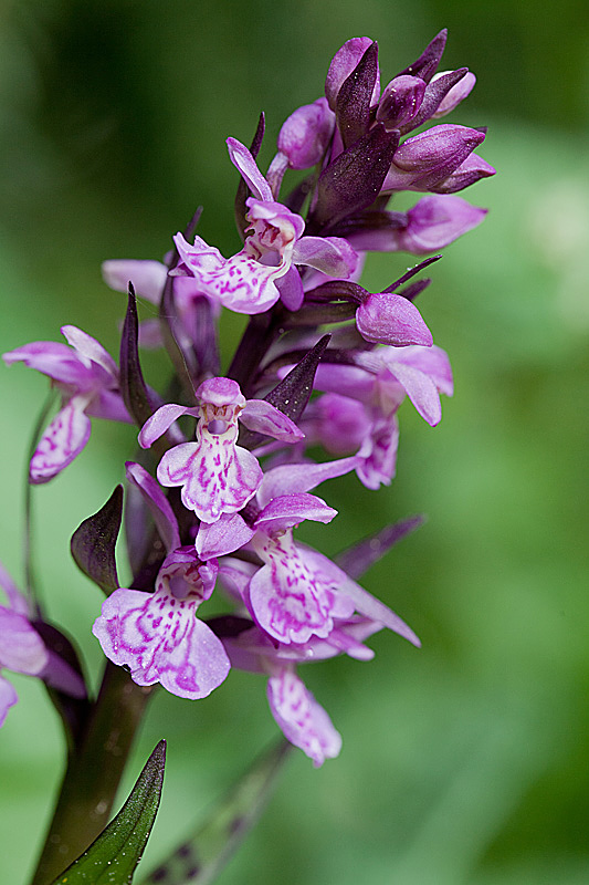 Dactylorhiza majalis ssp alpestris 2 IN.jpg