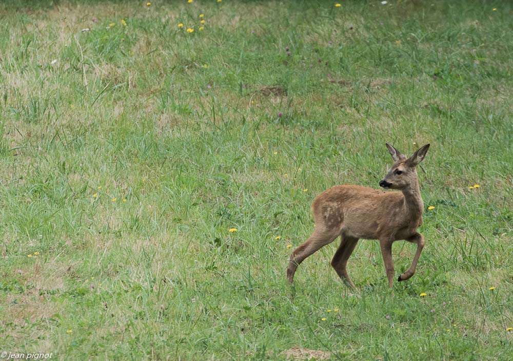 faon de chevreuil  07 2018.jpg