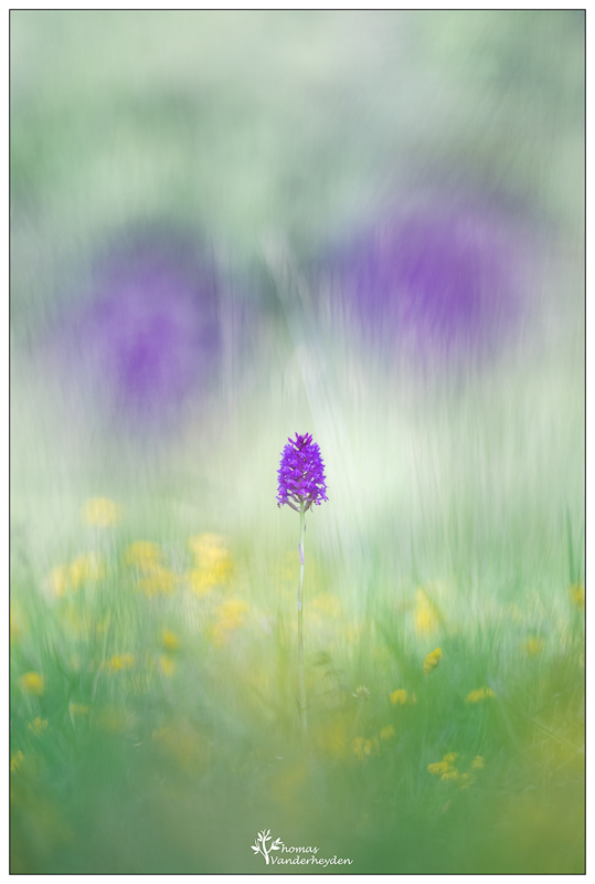 2018Anacamptis pyramidalis#1IN.jpg