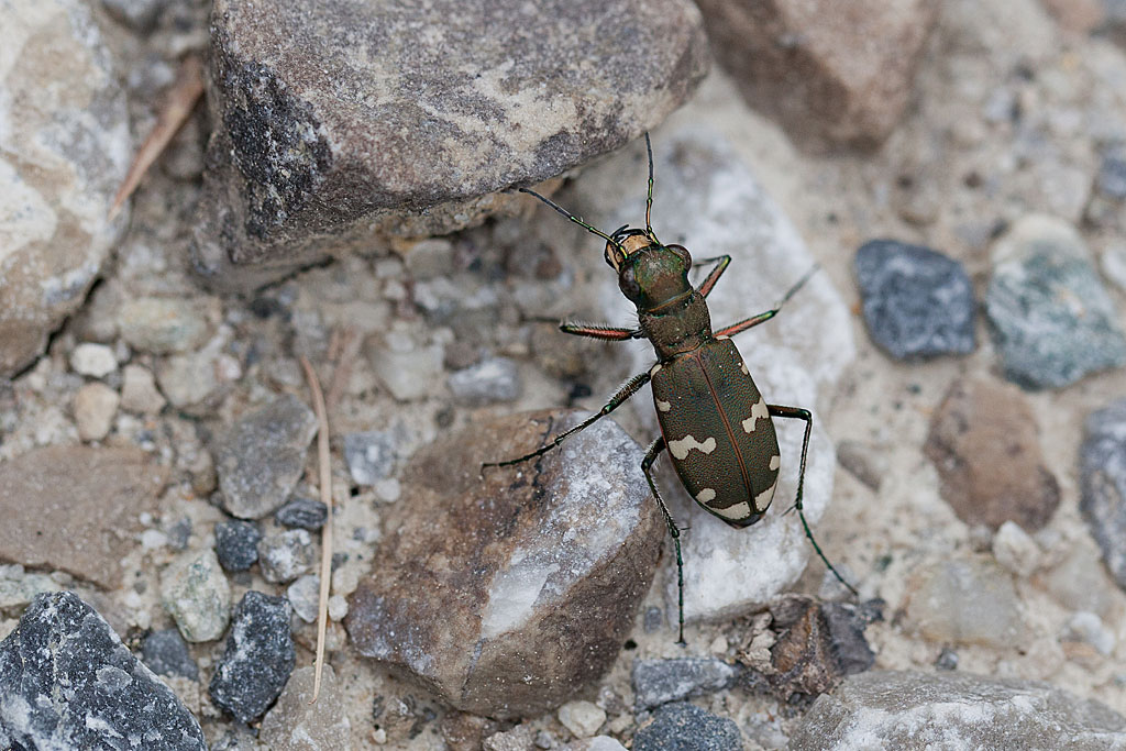 Cicindela gallica IN.jpg