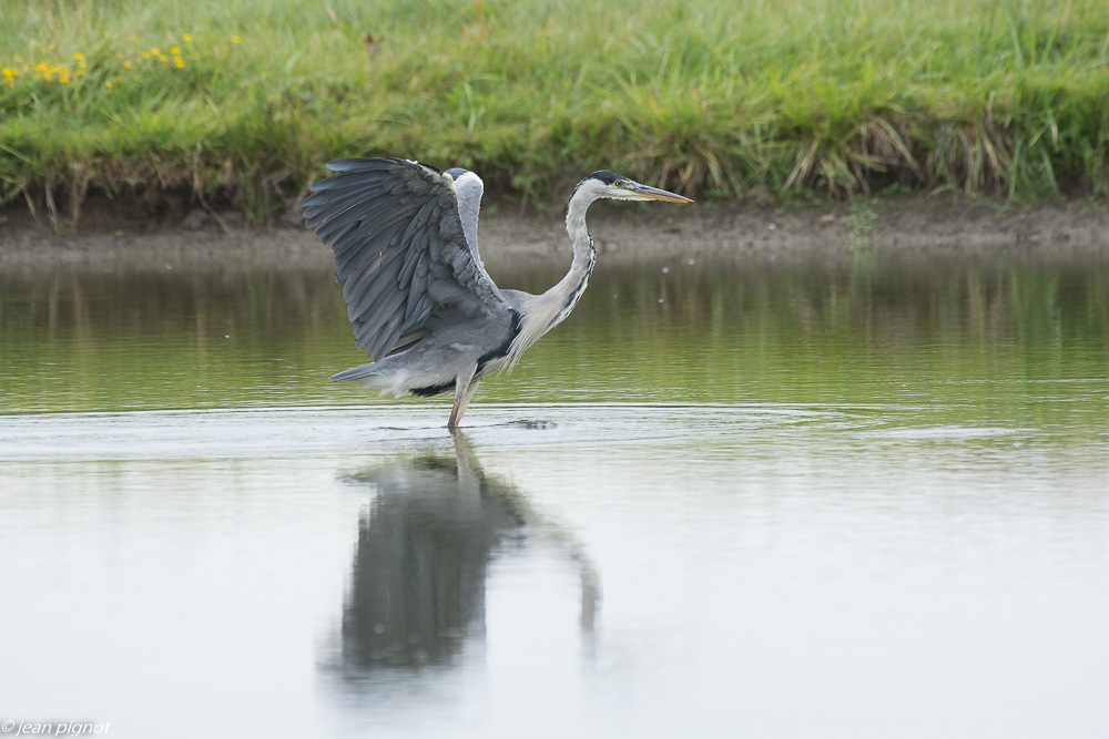 heron aquitaine 07 2018-3.jpg