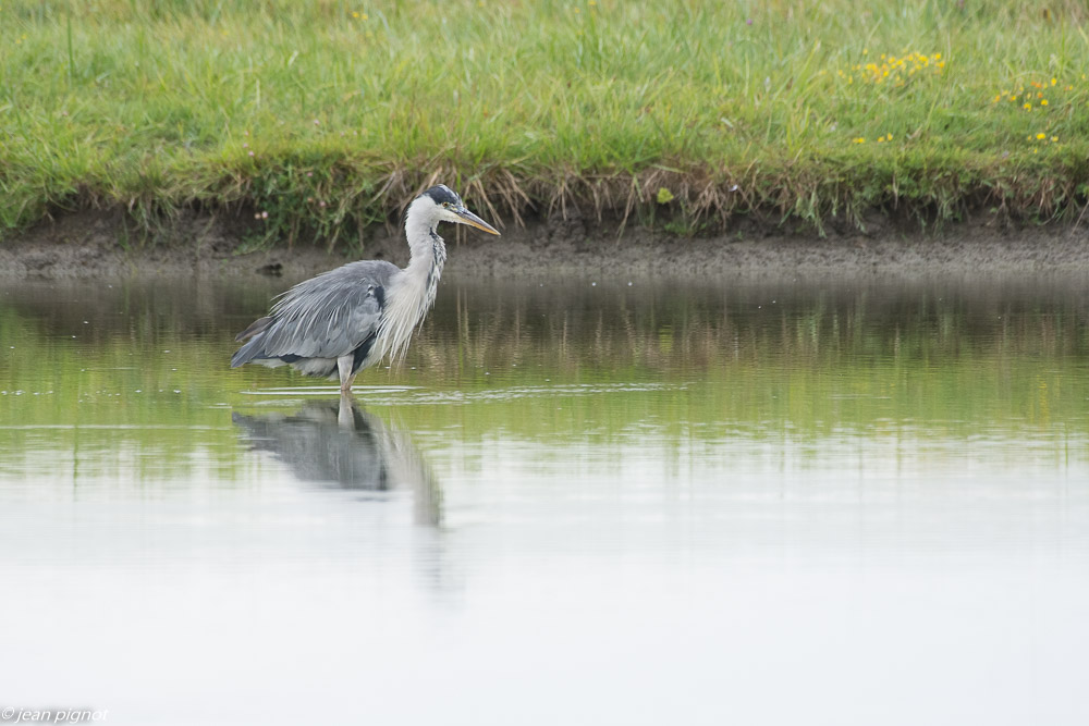 heron aquitaine 07 2018.jpg