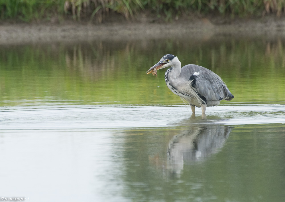 heron aquitaine 07 2018-2.jpg