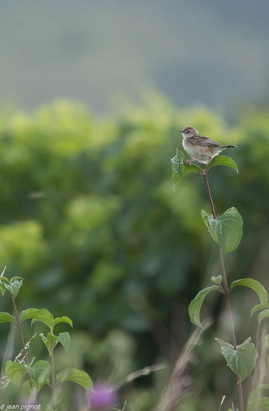 oiseau aquitaine 07 2018.jpg