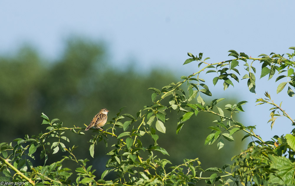 oiseau aquitaine 07 2018-2.jpg